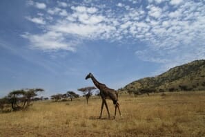 a giraffes walking in a field