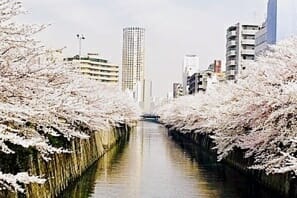 a river with trees in the middle of a city